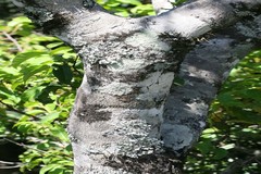 Prunus ceylanica